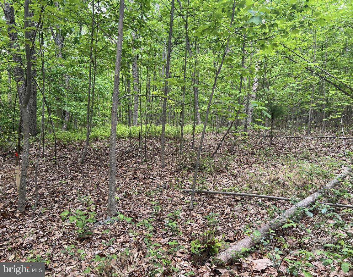 COURTNEY SCHOOL, MIDLAND, Virginia 22728, ,Land,For Sale,COURTNEY SCHOOL,VAFQ2010688 MLS # VAFQ2010688 COURTNEY SCHOOL, MIDLAND, Virginia 22728, ,Land,For Sale,COURTNEY SCHOOL,VAFQ2010688 MLS # VAFQ2010688