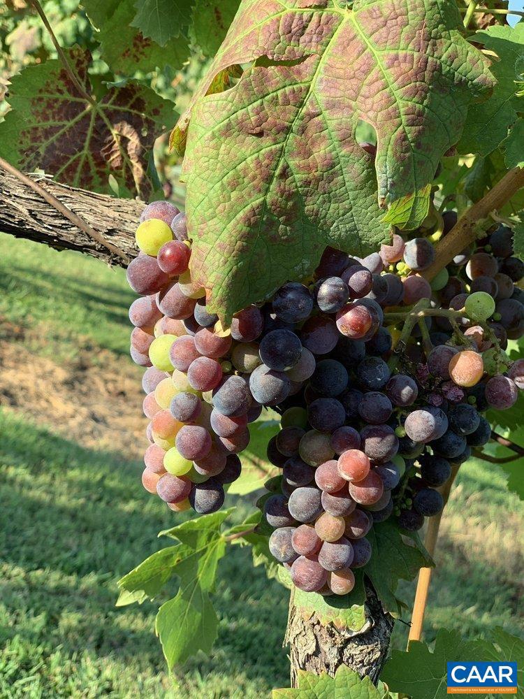 5609 COURTHOUSE RD, SPOTSYLVANIA, Virginia 22551, ,Land,For Sale,5609 COURTHOUSE RD,649642 MLS # 649642