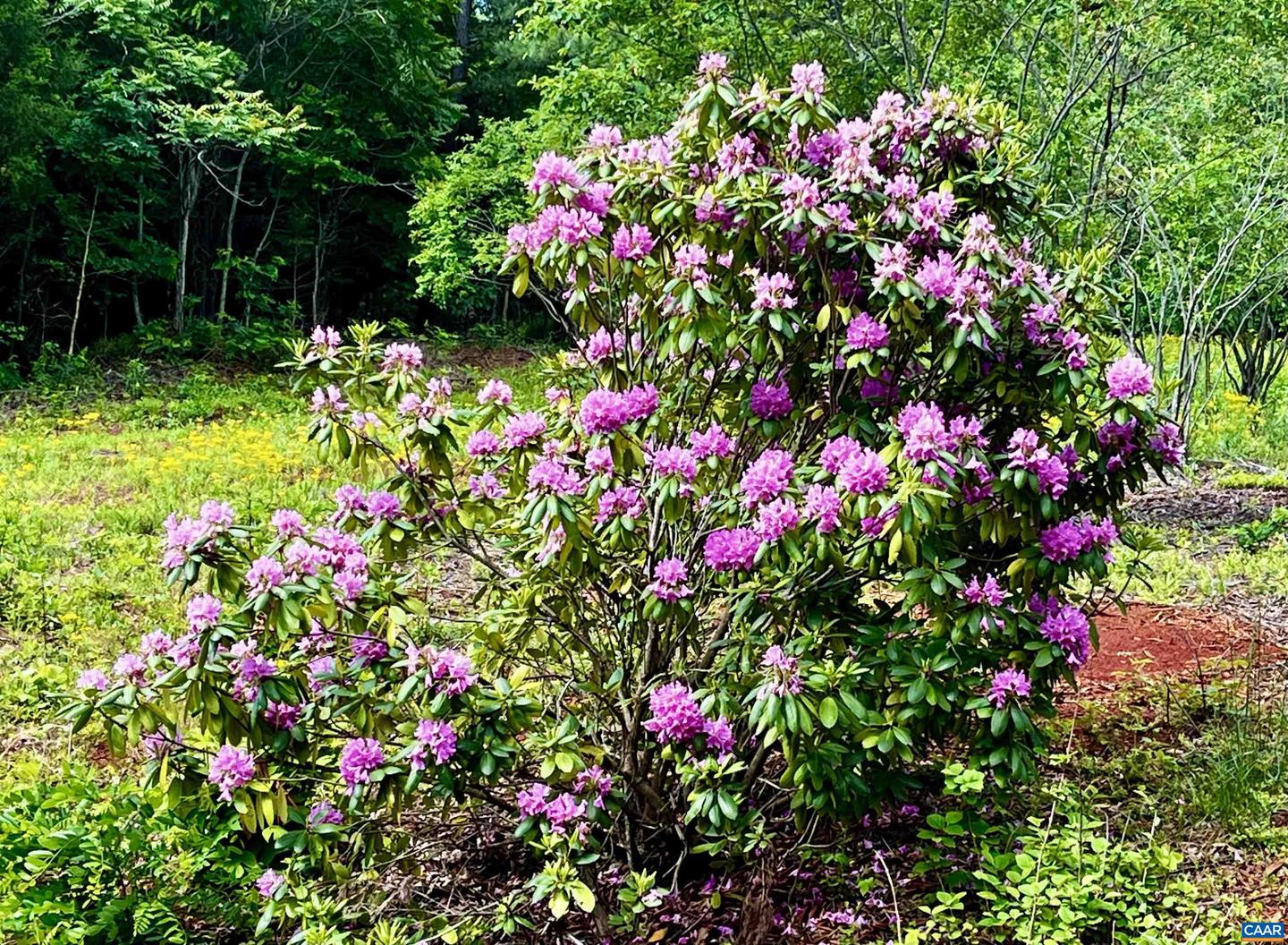 2405 COOPERS LN, CHARLOTTESVILLE, Virginia 22902, 5 Bedrooms Bedrooms, ,6 BathroomsBathrooms,Farm,For Sale,2405 COOPERS LN,653189 MLS # 653189 2405 COOPERS LN, CHARLOTTESVILLE, Virginia 22902, 5 Bedrooms Bedrooms, ,6 BathroomsBathrooms,Farm,For Sale,2405 COOPERS LN,653189 MLS # 653189