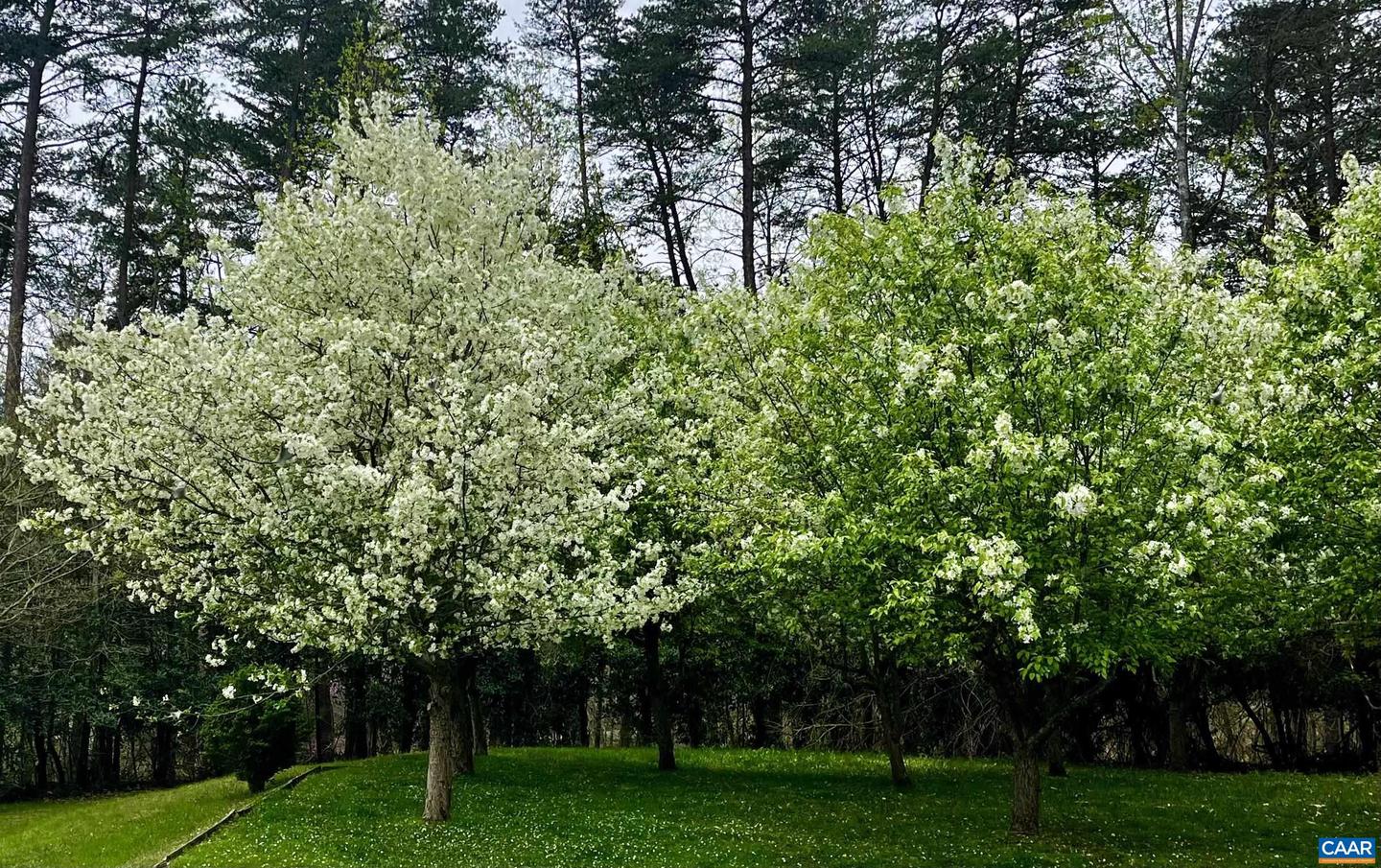 2405 COOPERS LN, CHARLOTTESVILLE, Virginia 22902, 5 Bedrooms Bedrooms, ,6 BathroomsBathrooms,Farm,For Sale,2405 COOPERS LN,653189 MLS # 653189 2405 COOPERS LN, CHARLOTTESVILLE, Virginia 22902, 5 Bedrooms Bedrooms, ,6 BathroomsBathrooms,Farm,For Sale,2405 COOPERS LN,653189 MLS # 653189
