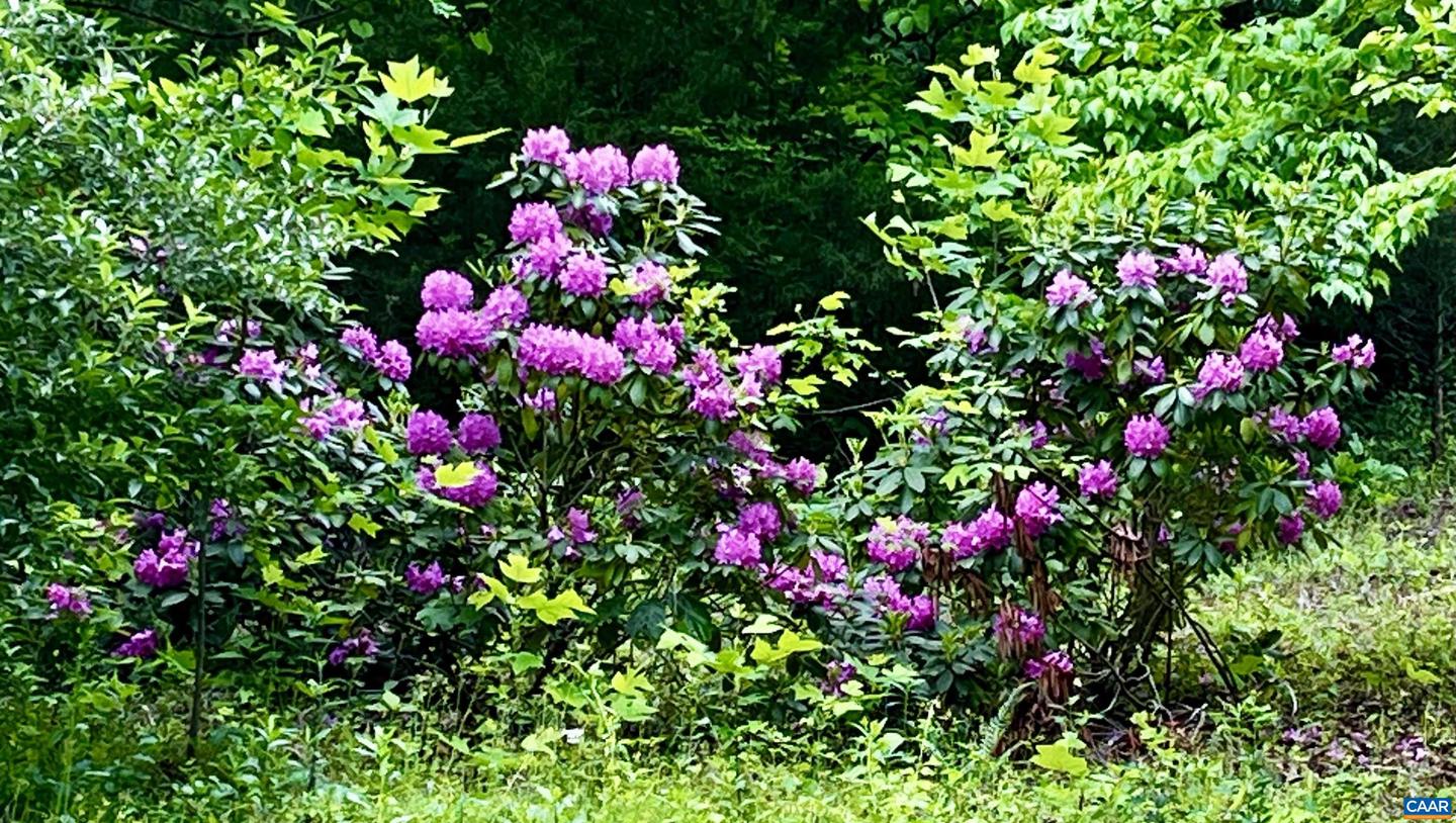 2405 COOPERS LN, CHARLOTTESVILLE, Virginia 22902, 5 Bedrooms Bedrooms, ,6 BathroomsBathrooms,Farm,For Sale,2405 COOPERS LN,653189 MLS # 653189 2405 COOPERS LN, CHARLOTTESVILLE, Virginia 22902, 5 Bedrooms Bedrooms, ,6 BathroomsBathrooms,Farm,For Sale,2405 COOPERS LN,653189 MLS # 653189