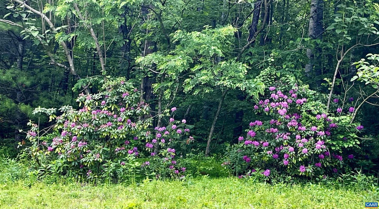 2405 COOPERS LN, CHARLOTTESVILLE, Virginia 22902, 5 Bedrooms Bedrooms, ,6 BathroomsBathrooms,Farm,For Sale,2405 COOPERS LN,653189 MLS # 653189 2405 COOPERS LN, CHARLOTTESVILLE, Virginia 22902, 5 Bedrooms Bedrooms, ,6 BathroomsBathrooms,Farm,For Sale,2405 COOPERS LN,653189 MLS # 653189