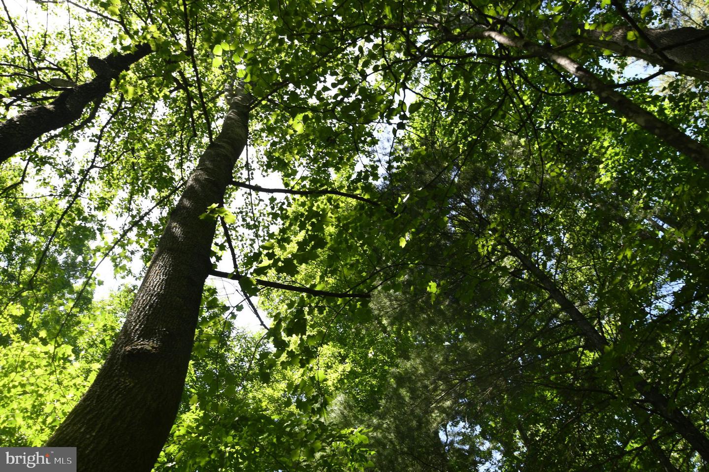 SLATE MILLS ROAD, SPERRYVILLE, Virginia 22740, ,Farm,For Sale,SLATE MILLS ROAD,VARP2001592 MLS # VARP2001592 SLATE MILLS ROAD, SPERRYVILLE, Virginia 22740, ,Farm,For Sale,SLATE MILLS ROAD,VARP2001592 MLS # VARP2001592