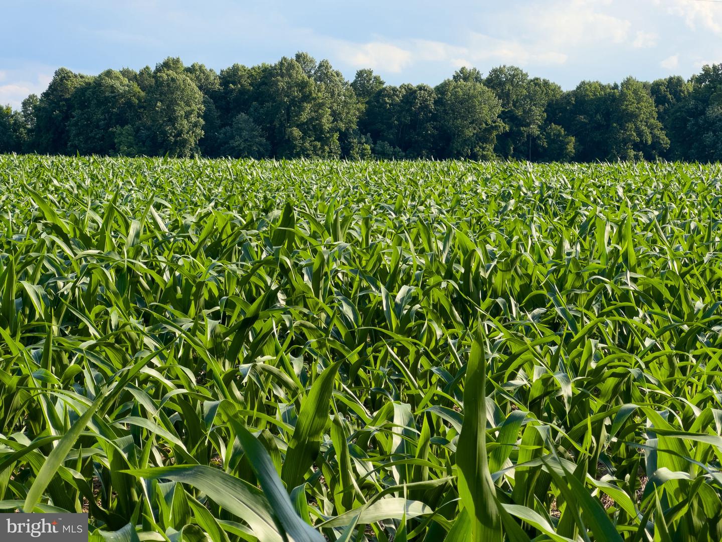 2459 DUNBROOKE RD, TAPPAHANNOCK, Virginia 22560, 4 Bedrooms Bedrooms, ,3 BathroomsBathrooms,Residential,For Sale,2459 DUNBROOKE RD,VAES2000638 MLS # VAES2000638