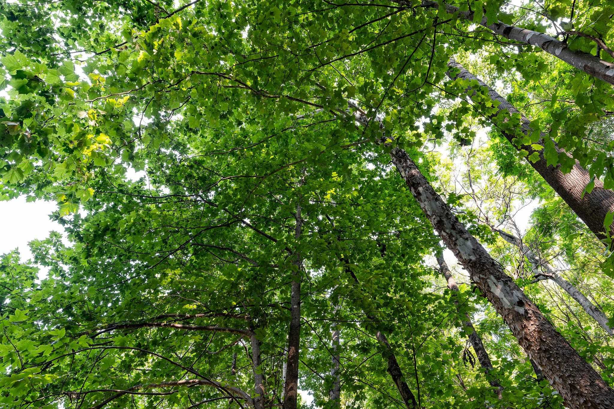 2476 ENNIS MOUNTAIN RD, AFTON, Virginia 22920, ,Farm,14,2476 ENNIS MOUNTAIN RD,655508 MLS # 655508