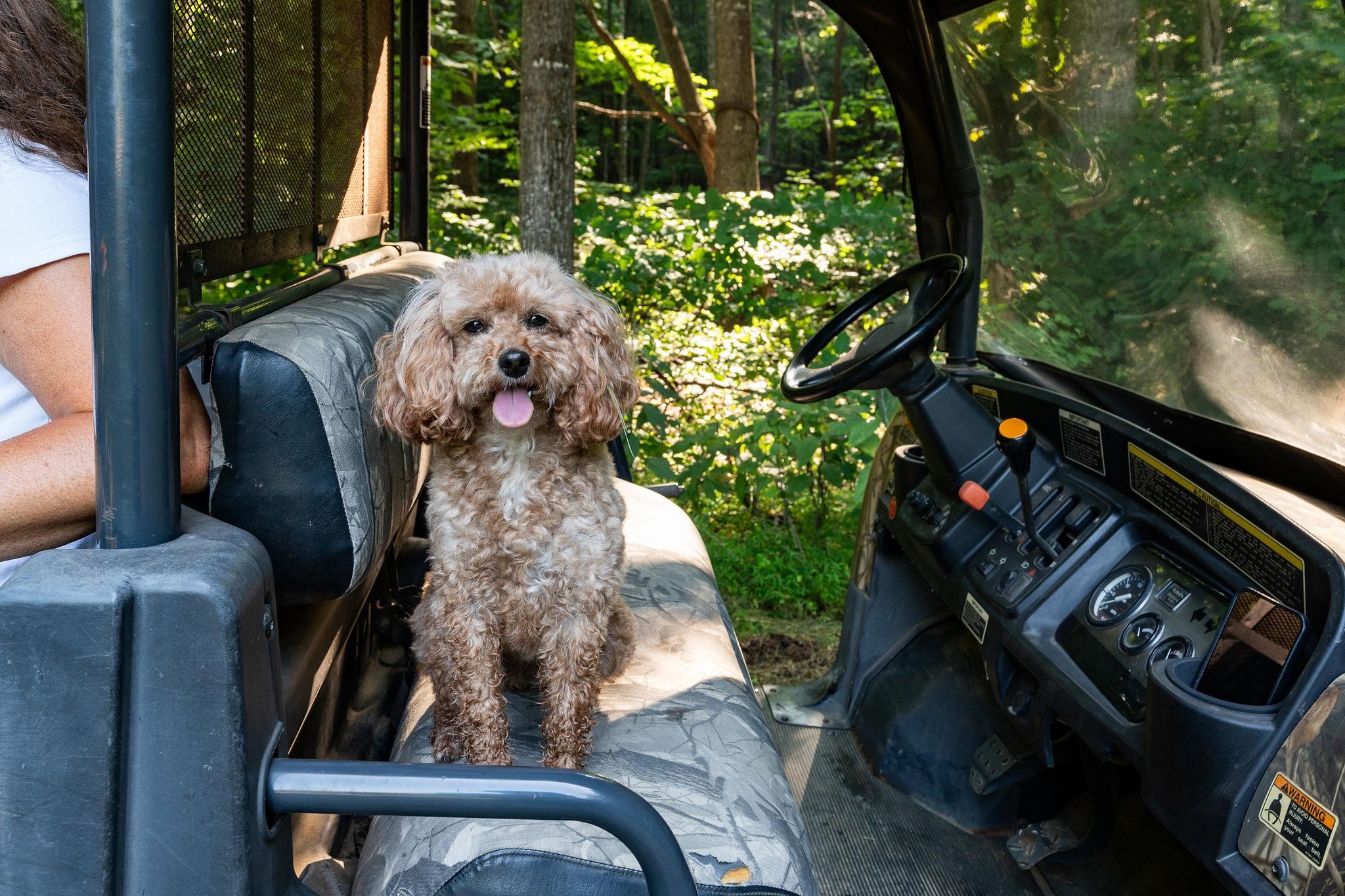 2476 ENNIS MOUNTAIN RD, AFTON, Virginia 22920, ,Farm,14,2476 ENNIS MOUNTAIN RD,655508 MLS # 655508