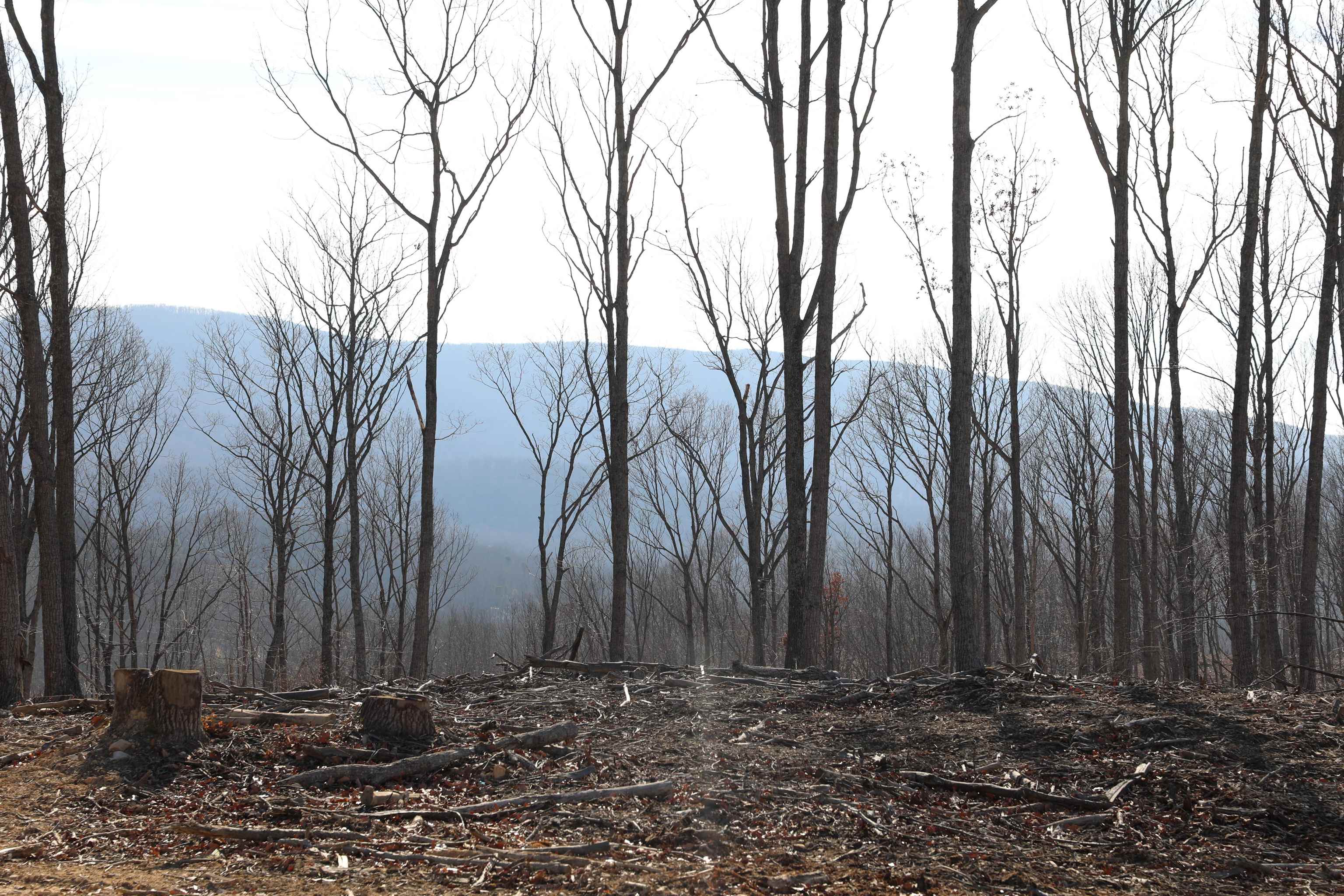 TBD1 CALF MOUNTAIN RD, WAYNESBORO, Virginia 22980, ,Farm,14,TBD1 CALF MOUNTAIN RD,644970 MLS # 644970 TBD1 CALF MOUNTAIN RD, WAYNESBORO, Virginia 22980, ,Farm,14,TBD1 CALF MOUNTAIN RD,644970 MLS # 644970