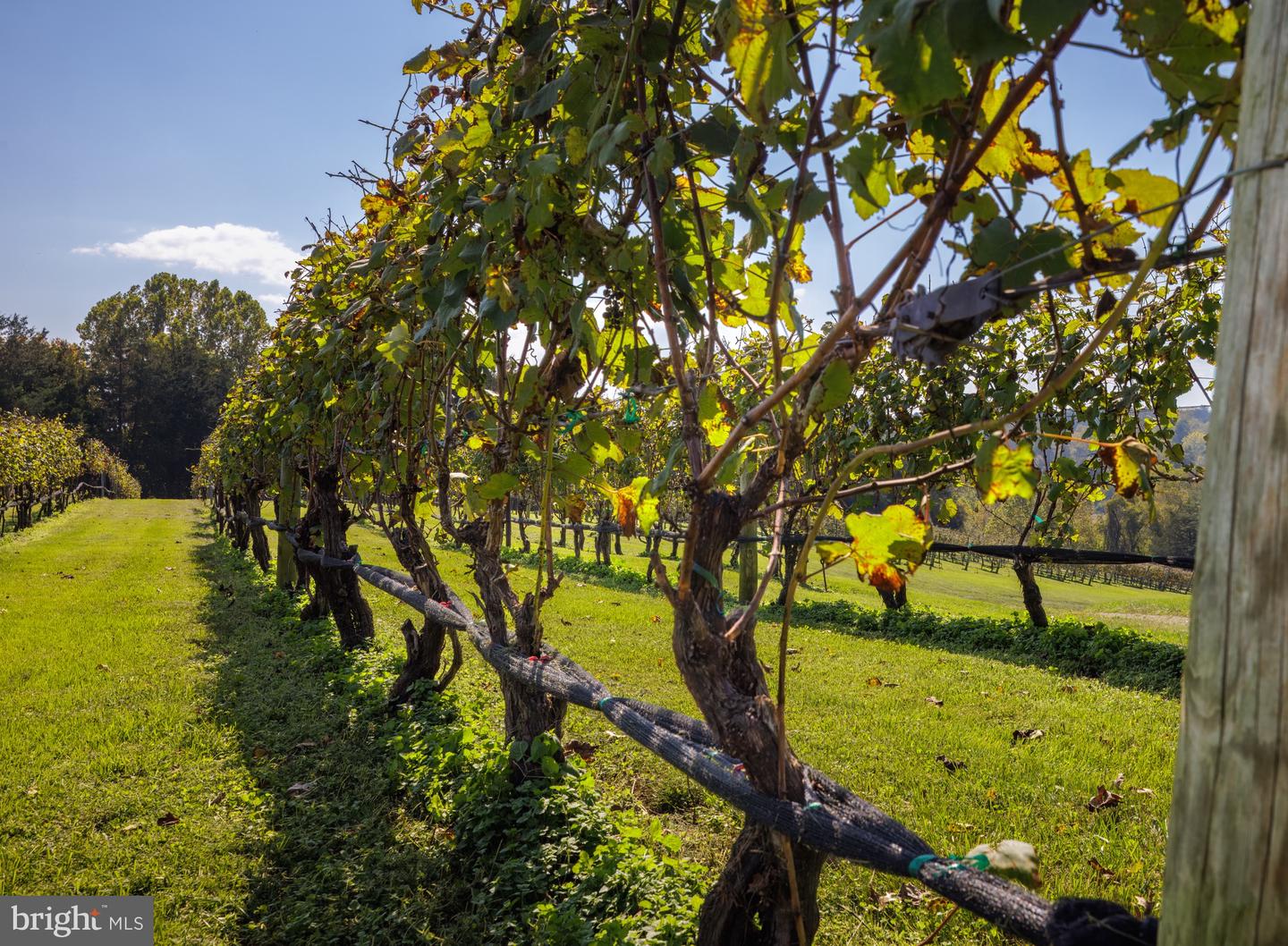 8105 WILLBOYD CT, MARSHALL, Virginia 20115, 4 Bedrooms Bedrooms, ,3 BathroomsBathrooms,Farm,For Sale,8105 WILLBOYD CT,VAFQ2014270 MLS # VAFQ2014270