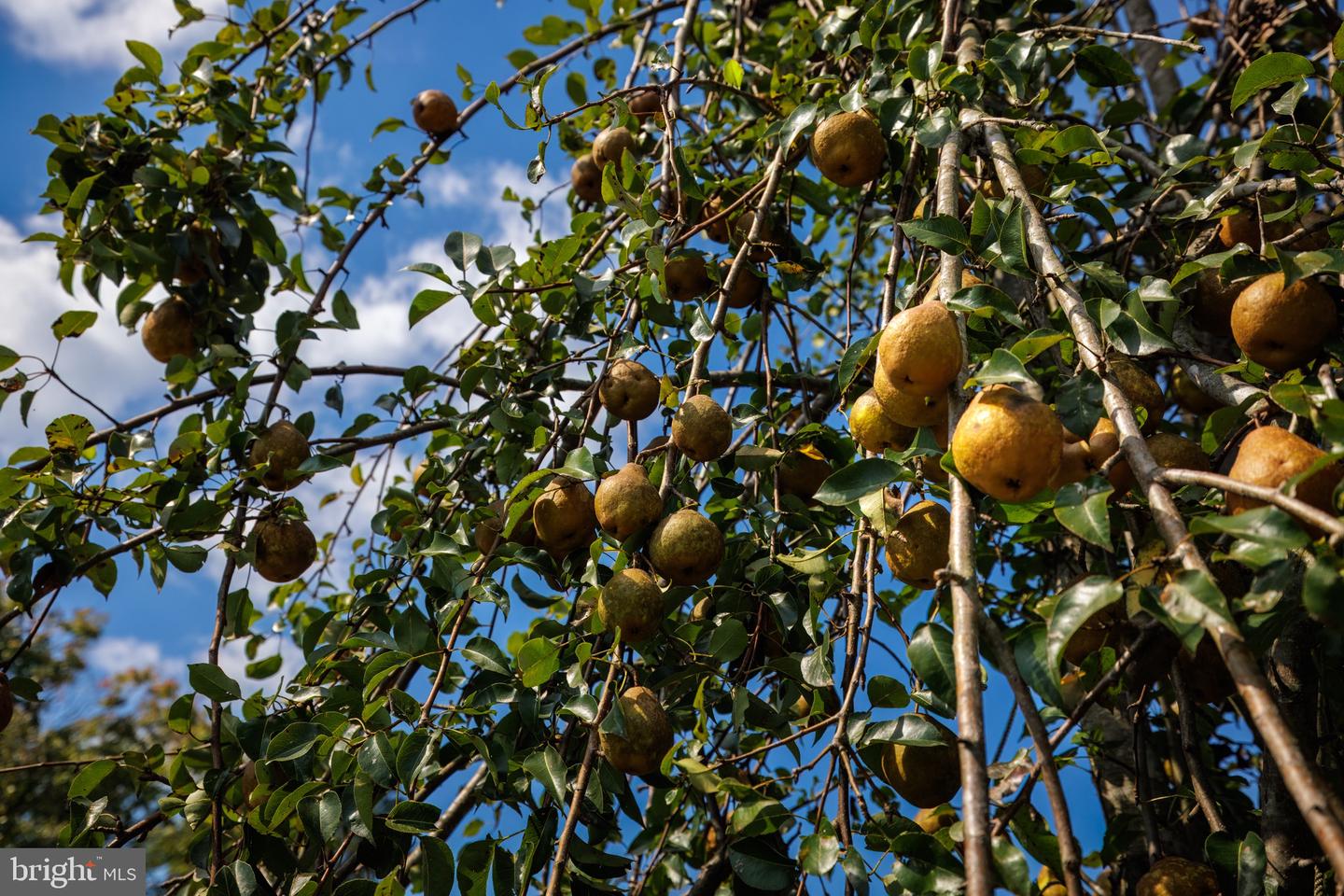 8105 WILLBOYD CT, MARSHALL, Virginia 20115, 4 Bedrooms Bedrooms, ,3 BathroomsBathrooms,Residential,For Sale,8105 WILLBOYD CT,VAFQ2014272 MLS # VAFQ2014272