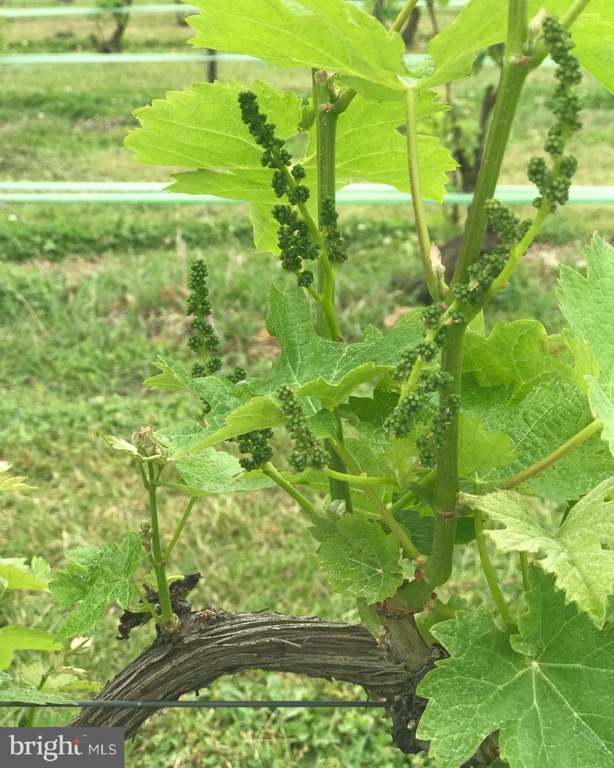 5621 COURTHOUSE RD, SPOTSYLVANIA, Virginia 22551, ,Land,For Sale,5621 COURTHOUSE RD,VASP2028818 MLS # VASP2028818 5621 COURTHOUSE RD, SPOTSYLVANIA, Virginia 22551, ,Land,For Sale,5621 COURTHOUSE RD,VASP2028818 MLS # VASP2028818