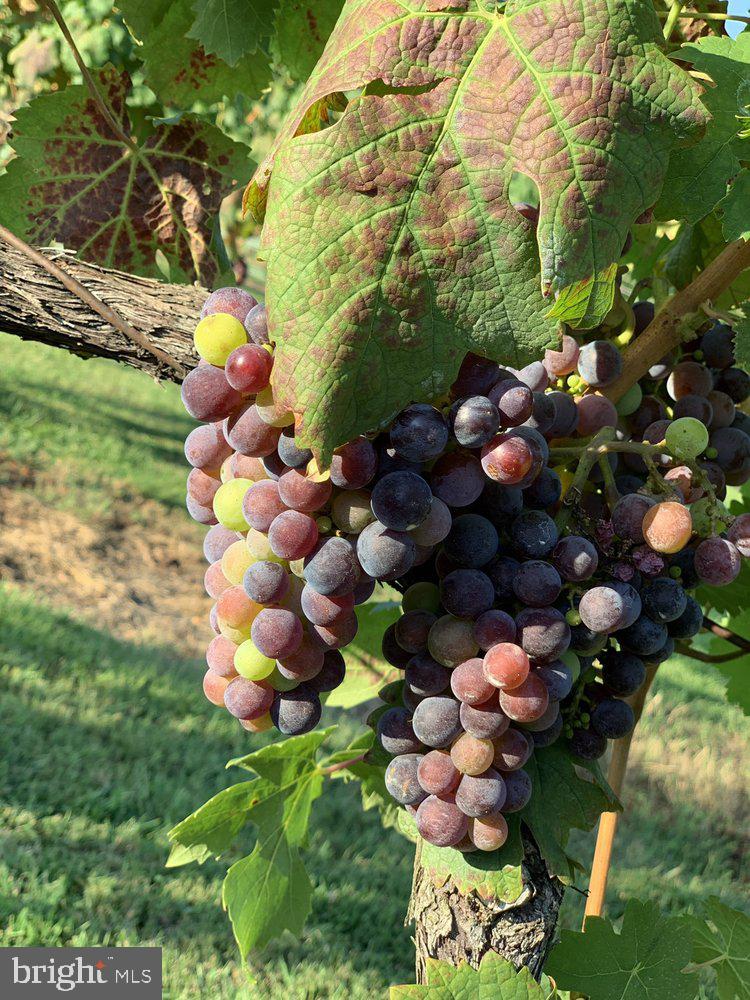 5621 COURTHOUSE RD, SPOTSYLVANIA, Virginia 22551, ,Land,For Sale,5621 COURTHOUSE RD,VASP2028818 MLS # VASP2028818 5621 COURTHOUSE RD, SPOTSYLVANIA, Virginia 22551, ,Land,For Sale,5621 COURTHOUSE RD,VASP2028818 MLS # VASP2028818