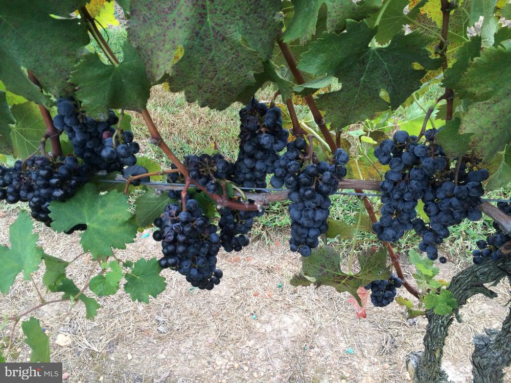 5621 COURTHOUSE RD, SPOTSYLVANIA, Virginia 22551, ,Land,For Sale,5621 COURTHOUSE RD,VASP2028818 MLS # VASP2028818 5621 COURTHOUSE RD, SPOTSYLVANIA, Virginia 22551, ,Land,For Sale,5621 COURTHOUSE RD,VASP2028818 MLS # VASP2028818