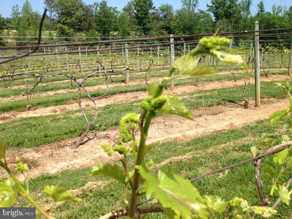 5621 COURTHOUSE RD, SPOTSYLVANIA, Virginia 22551, ,Land,For Sale,5621 COURTHOUSE RD,VASP2028818 MLS # VASP2028818 5621 COURTHOUSE RD, SPOTSYLVANIA, Virginia 22551, ,Land,For Sale,5621 COURTHOUSE RD,VASP2028818 MLS # VASP2028818