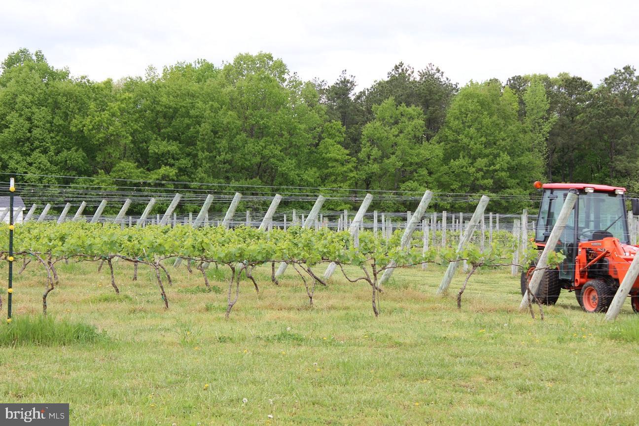 495 MEADOW LANDING LANE, CARET, Virginia 22436, 1 Bedroom Bedrooms, ,1 BathroomBathrooms,Farm,For Sale,495 MEADOW LANDING LANE,VAES2000736 MLS # VAES2000736