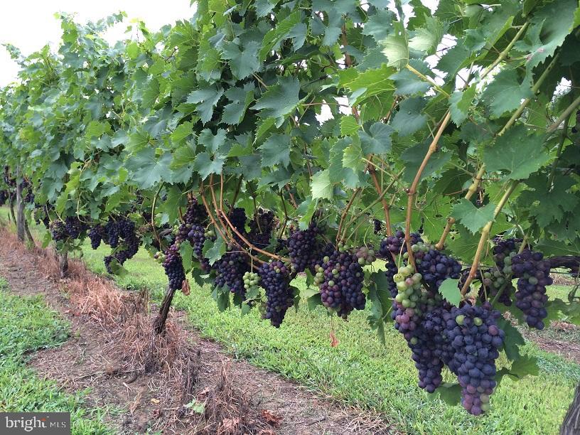 495 MEADOW LANDING LANE, CARET, Virginia 22436, 1 Bedroom Bedrooms, ,1 BathroomBathrooms,Farm,For Sale,495 MEADOW LANDING LANE,VAES2000736 MLS # VAES2000736