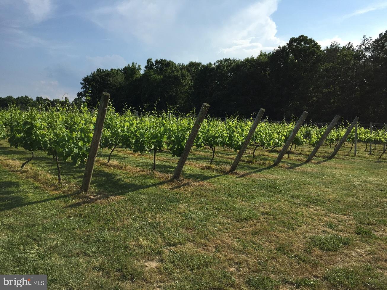 495 MEADOW LANDING LANE, CARET, Virginia 22436, 1 Bedroom Bedrooms, ,1 BathroomBathrooms,Farm,For Sale,495 MEADOW LANDING LANE,VAES2000736 MLS # VAES2000736