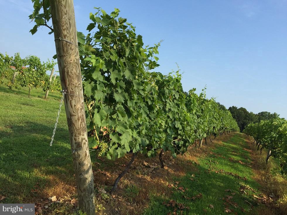 495 MEADOW LANDING LANE, CARET, Virginia 22436, 1 Bedroom Bedrooms, ,1 BathroomBathrooms,Farm,For Sale,495 MEADOW LANDING LANE,VAES2000736 MLS # VAES2000736