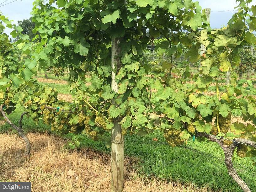 495 MEADOW LANDING LANE, CARET, Virginia 22436, 1 Bedroom Bedrooms, ,1 BathroomBathrooms,Farm,For Sale,495 MEADOW LANDING LANE,VAES2000736 MLS # VAES2000736