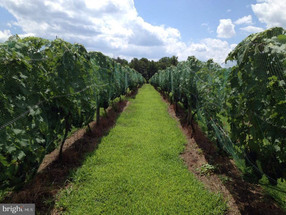 495 MEADOW LANDING LANE, CARET, Virginia 22436, 1 Bedroom Bedrooms, ,1 BathroomBathrooms,Farm,For Sale,495 MEADOW LANDING LANE,VAES2000736 MLS # VAES2000736