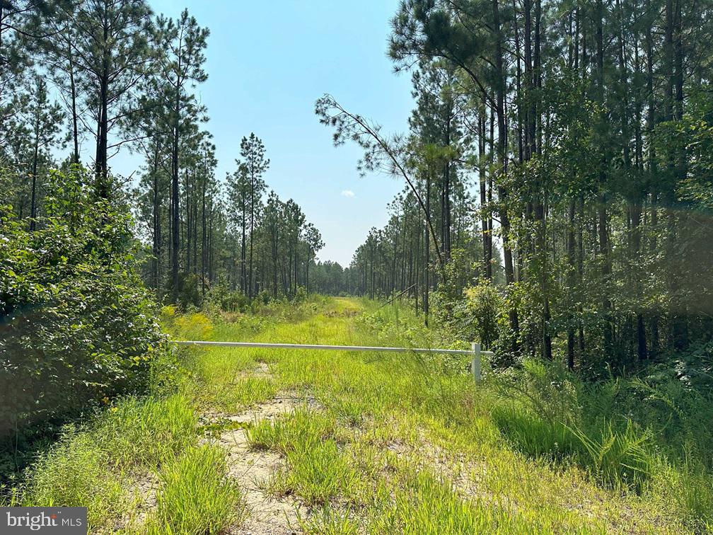PLANK ROAD (TRACT: CHESAPEAKE SOUTHAMPTON 2), COURTLAND, Virginia 23837, ,Farm,For Sale,PLANK ROAD (TRACT: CHESAPEAKE SOUTHAMPTON 2),VASU2000020 MLS # VASU2000020 PLANK ROAD (TRACT: CHESAPEAKE SOUTHAMPTON 2), COURTLAND, Virginia 23837, ,Farm,For Sale,PLANK ROAD (TRACT: CHESAPEAKE SOUTHAMPTON 2),VASU2000020 MLS # VASU2000020