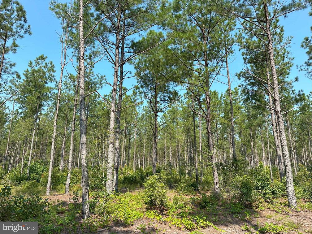 PLANK ROAD (TRACT: CHESAPEAKE SOUTHAMPTON 2), COURTLAND, Virginia 23837, ,Farm,For Sale,PLANK ROAD (TRACT: CHESAPEAKE SOUTHAMPTON 2),VASU2000020 MLS # VASU2000020 PLANK ROAD (TRACT: CHESAPEAKE SOUTHAMPTON 2), COURTLAND, Virginia 23837, ,Farm,For Sale,PLANK ROAD (TRACT: CHESAPEAKE SOUTHAMPTON 2),VASU2000020 MLS # VASU2000020