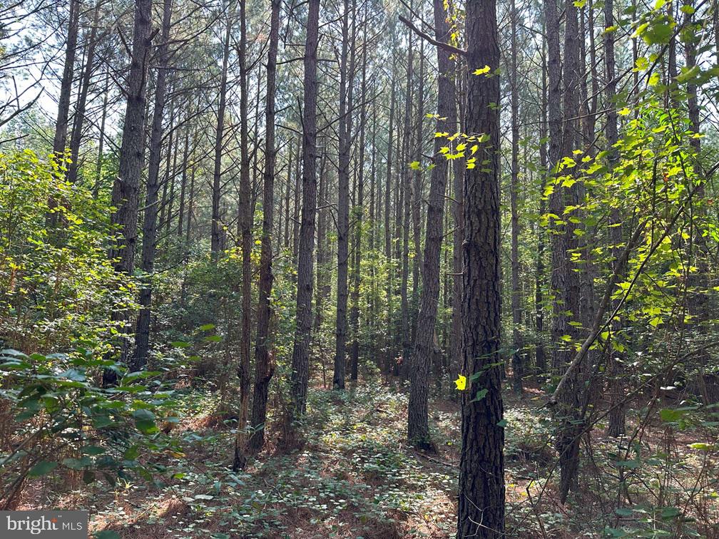 PLANK ROAD (TRACT: CHESAPEAKE SOUTHAMPTON 2), COURTLAND, Virginia 23837, ,Farm,For Sale,PLANK ROAD (TRACT: CHESAPEAKE SOUTHAMPTON 2),VASU2000020 MLS # VASU2000020 PLANK ROAD (TRACT: CHESAPEAKE SOUTHAMPTON 2), COURTLAND, Virginia 23837, ,Farm,For Sale,PLANK ROAD (TRACT: CHESAPEAKE SOUTHAMPTON 2),VASU2000020 MLS # VASU2000020