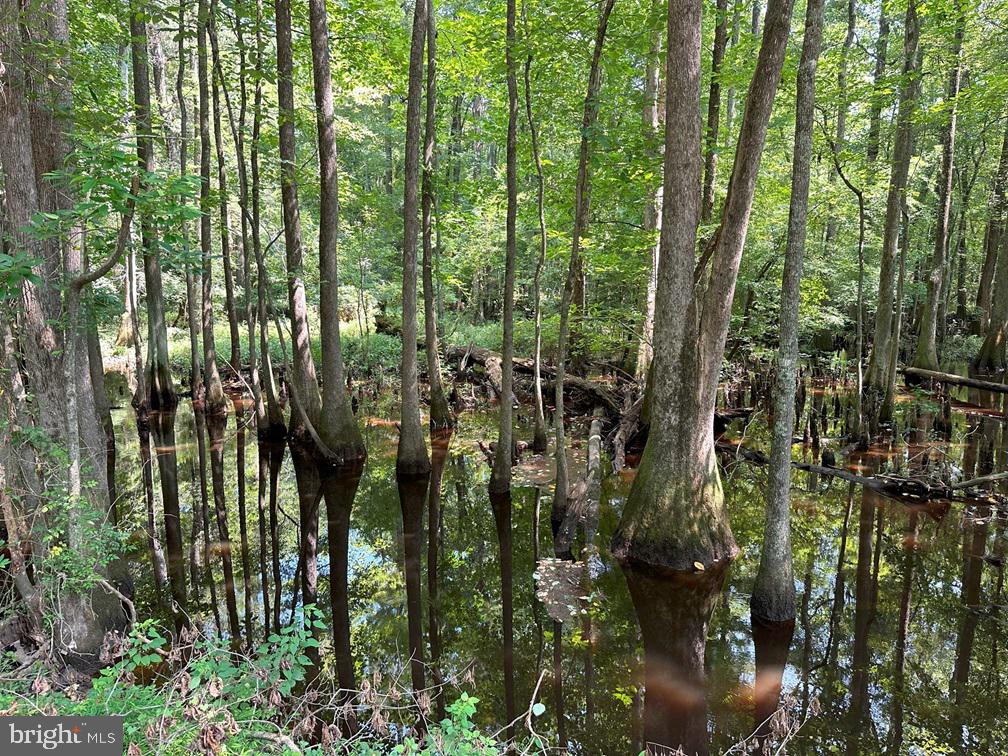 PLANK ROAD (TRACT: CHESAPEAKE SOUTHAMPTON 2), COURTLAND, Virginia 23837, ,Farm,For Sale,PLANK ROAD (TRACT: CHESAPEAKE SOUTHAMPTON 2),VASU2000020 MLS # VASU2000020 PLANK ROAD (TRACT: CHESAPEAKE SOUTHAMPTON 2), COURTLAND, Virginia 23837, ,Farm,For Sale,PLANK ROAD (TRACT: CHESAPEAKE SOUTHAMPTON 2),VASU2000020 MLS # VASU2000020