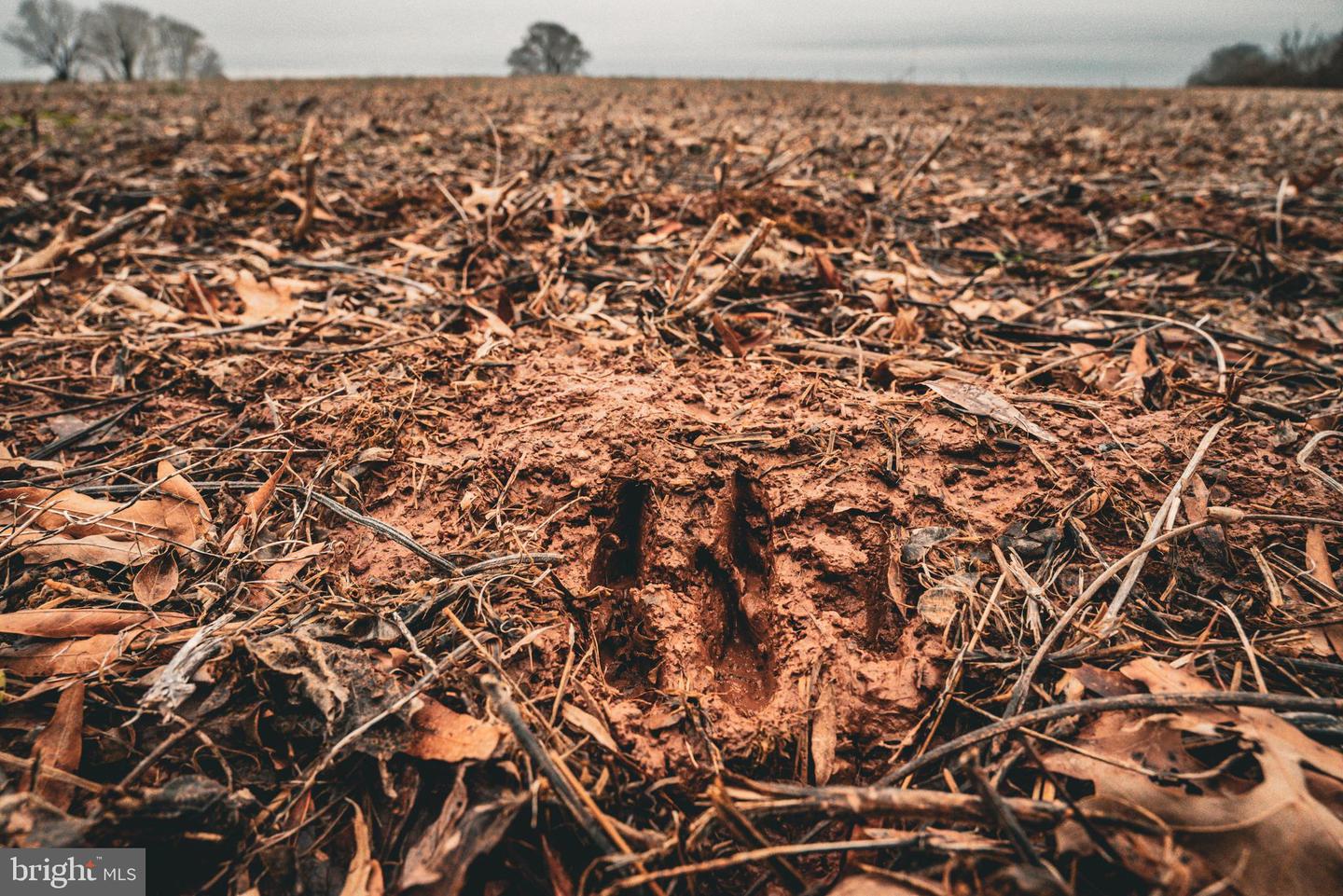 TBD ELLIS RD, LIGNUM, Virginia 22726, ,Farm,For Sale,TBD ELLIS RD,VACU2009722 MLS # VACU2009722 TBD ELLIS RD, LIGNUM, Virginia 22726, ,Farm,For Sale,TBD ELLIS RD,VACU2009722 MLS # VACU2009722