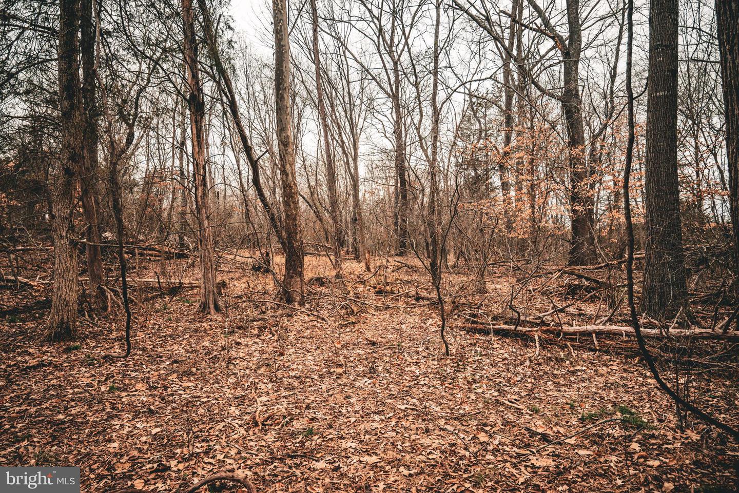 TBD ELLIS RD, LIGNUM, Virginia 22726, ,Farm,For Sale,TBD ELLIS RD,VACU2009722 MLS # VACU2009722 TBD ELLIS RD, LIGNUM, Virginia 22726, ,Farm,For Sale,TBD ELLIS RD,VACU2009722 MLS # VACU2009722
