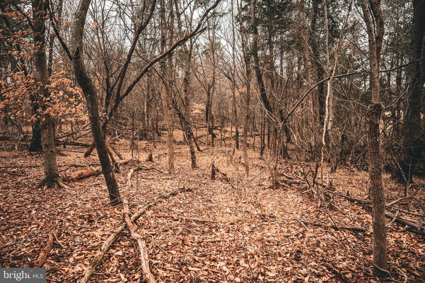 TBD ELLIS RD, LIGNUM, Virginia 22726, ,Farm,For Sale,TBD ELLIS RD,VACU2009722 MLS # VACU2009722 TBD ELLIS RD, LIGNUM, Virginia 22726, ,Farm,For Sale,TBD ELLIS RD,VACU2009722 MLS # VACU2009722