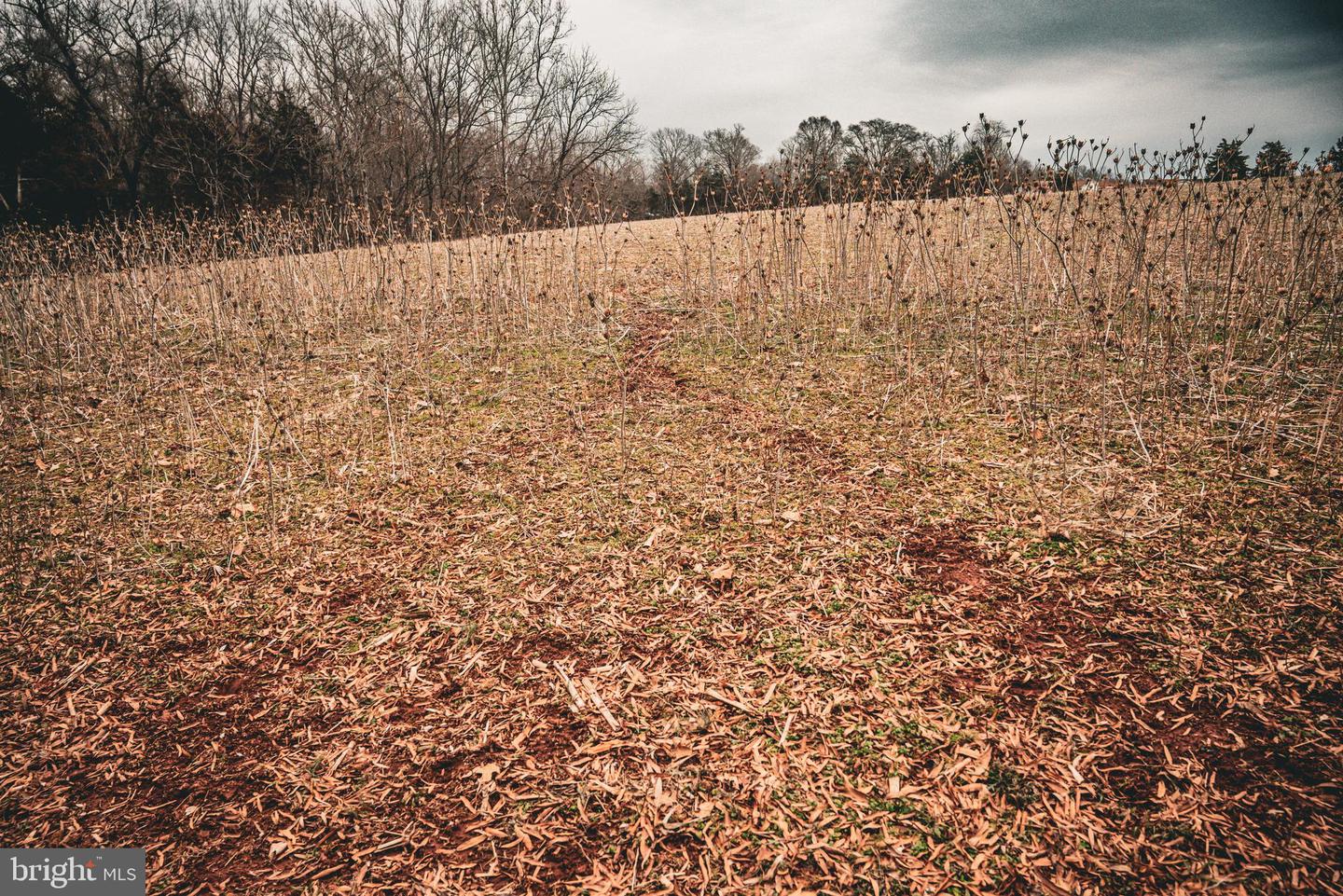TBD ELLIS RD, LIGNUM, Virginia 22726, ,Farm,For Sale,TBD ELLIS RD,VACU2009722 MLS # VACU2009722 TBD ELLIS RD, LIGNUM, Virginia 22726, ,Farm,For Sale,TBD ELLIS RD,VACU2009722 MLS # VACU2009722