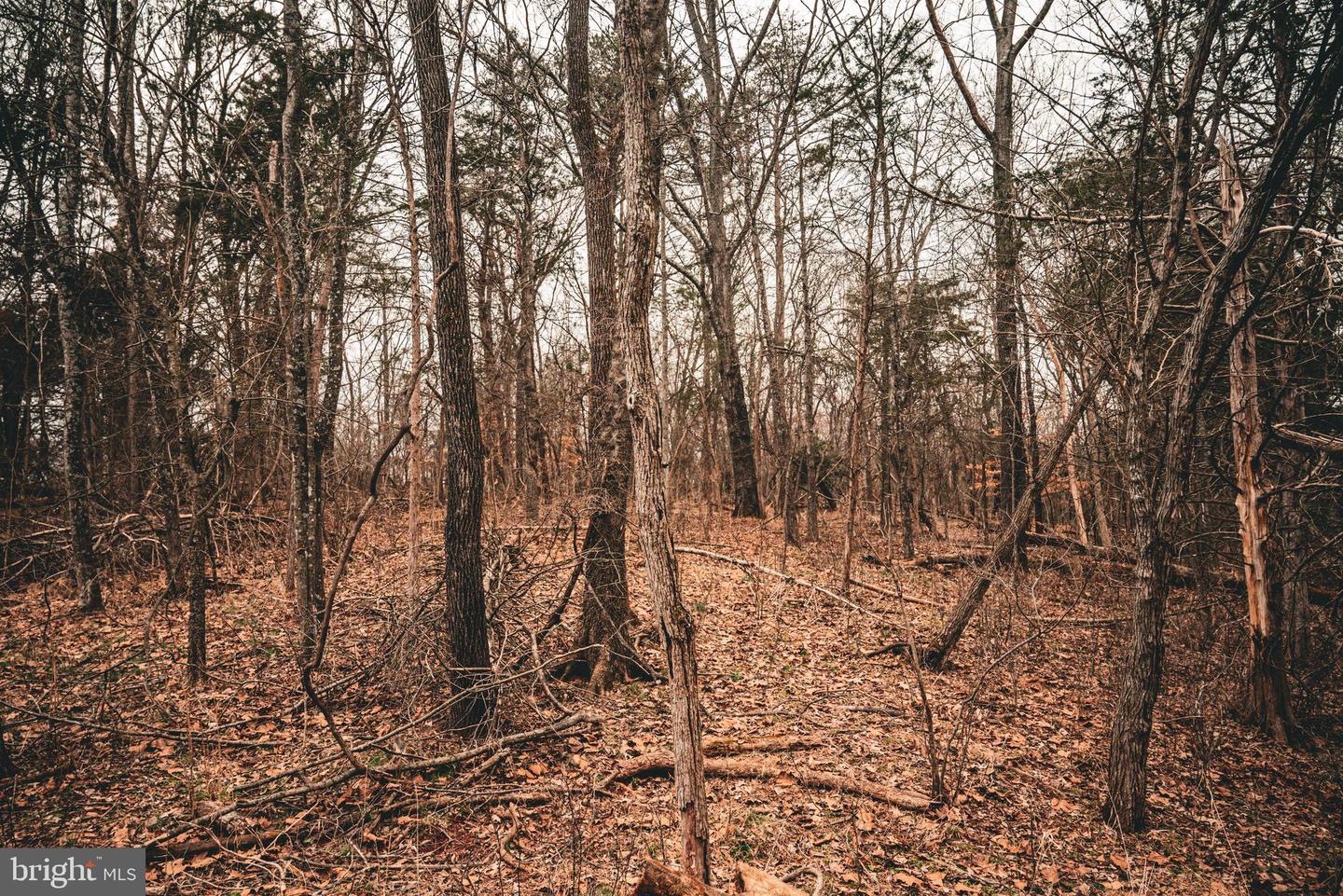 TBD ELLIS RD, LIGNUM, Virginia 22726, ,Farm,For Sale,TBD ELLIS RD,VACU2009722 MLS # VACU2009722 TBD ELLIS RD, LIGNUM, Virginia 22726, ,Farm,For Sale,TBD ELLIS RD,VACU2009722 MLS # VACU2009722
