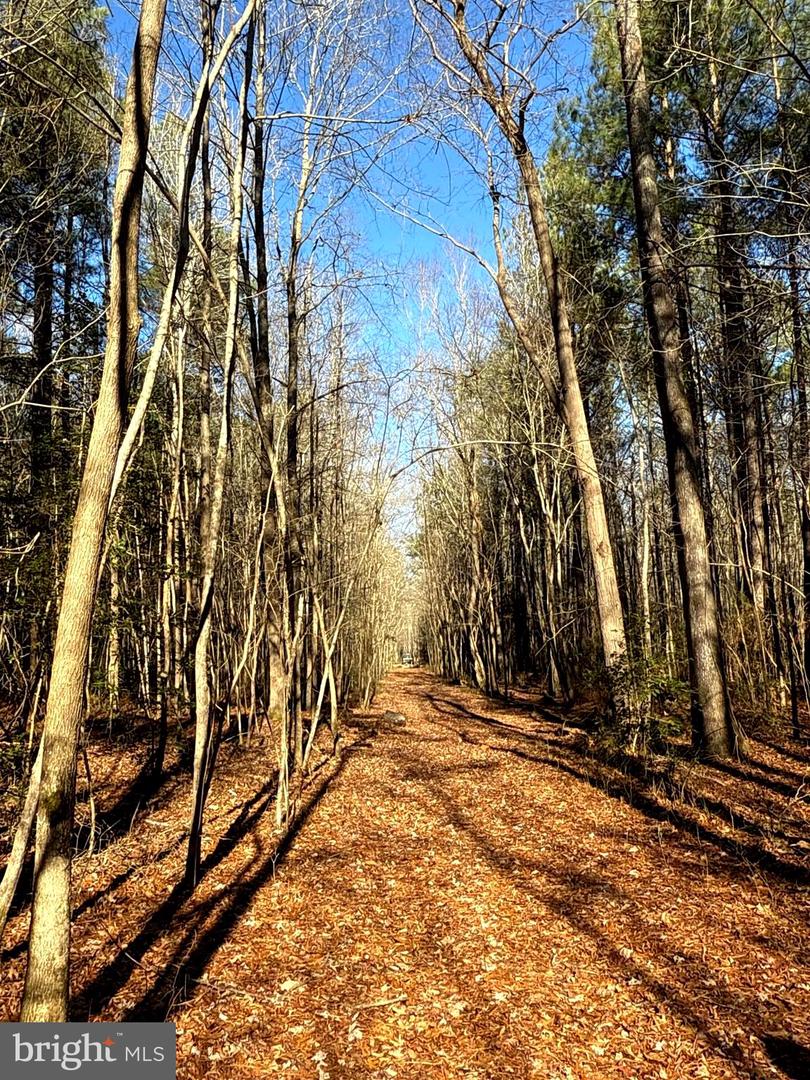 00 GLASS ROAD, HAYES, Virginia 23072, ,Farm,For Sale,00 GLASS ROAD,VAGV2000104 MLS # VAGV2000104 00 GLASS ROAD, HAYES, Virginia 23072, ,Farm,For Sale,00 GLASS ROAD,VAGV2000104 MLS # VAGV2000104