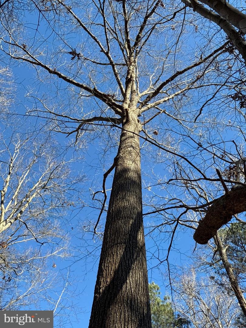 00 GLASS ROAD, HAYES, Virginia 23072, ,Farm,For Sale,00 GLASS ROAD,VAGV2000104 MLS # VAGV2000104 00 GLASS ROAD, HAYES, Virginia 23072, ,Farm,For Sale,00 GLASS ROAD,VAGV2000104 MLS # VAGV2000104