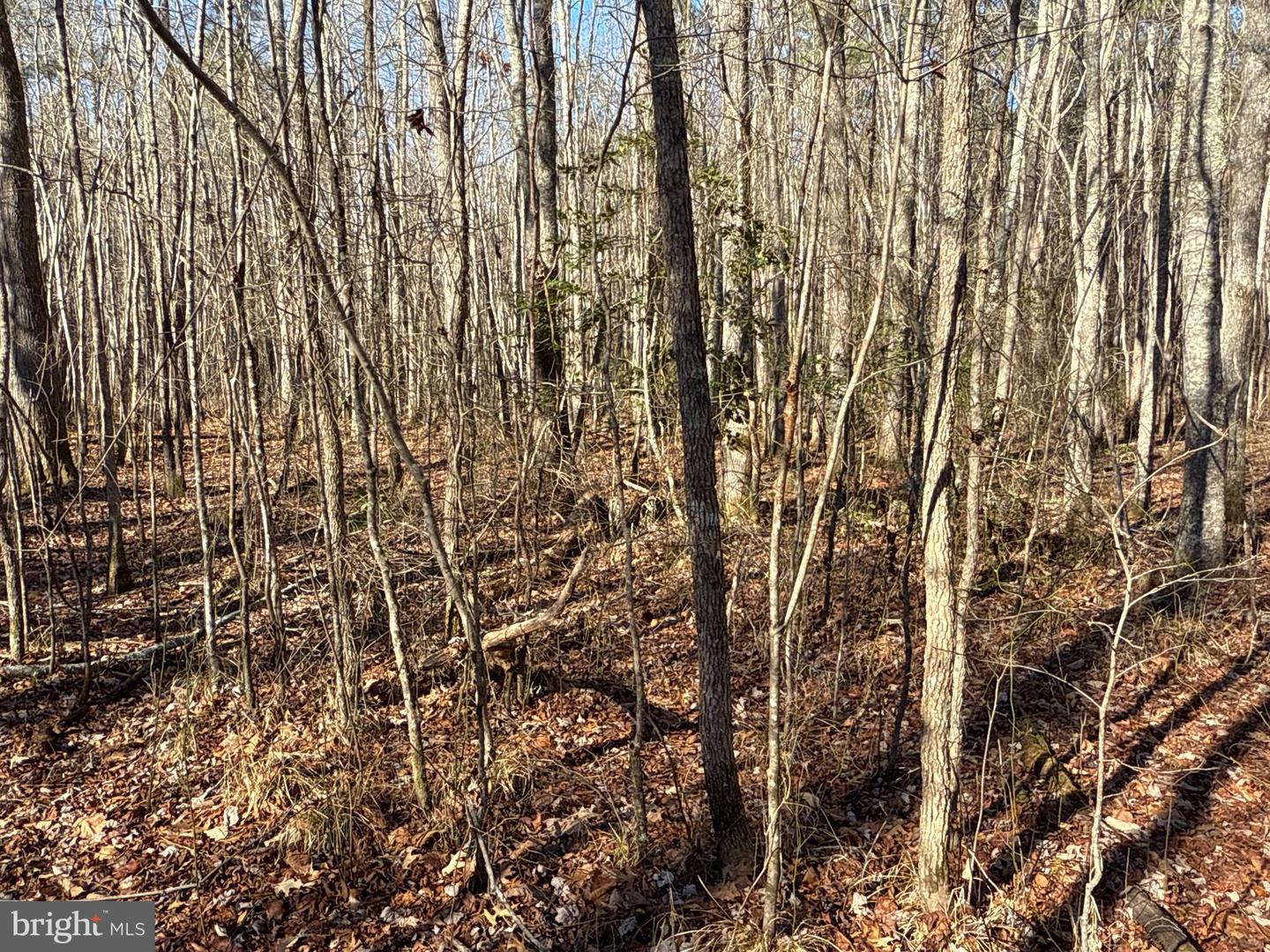 00 GLASS ROAD, HAYES, Virginia 23072, ,Farm,For Sale,00 GLASS ROAD,VAGV2000104 MLS # VAGV2000104 00 GLASS ROAD, HAYES, Virginia 23072, ,Farm,For Sale,00 GLASS ROAD,VAGV2000104 MLS # VAGV2000104