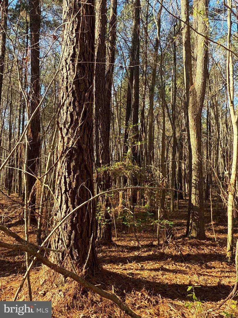 00 GLASS ROAD, HAYES, Virginia 23072, ,Farm,For Sale,00 GLASS ROAD,VAGV2000104 MLS # VAGV2000104 00 GLASS ROAD, HAYES, Virginia 23072, ,Farm,For Sale,00 GLASS ROAD,VAGV2000104 MLS # VAGV2000104