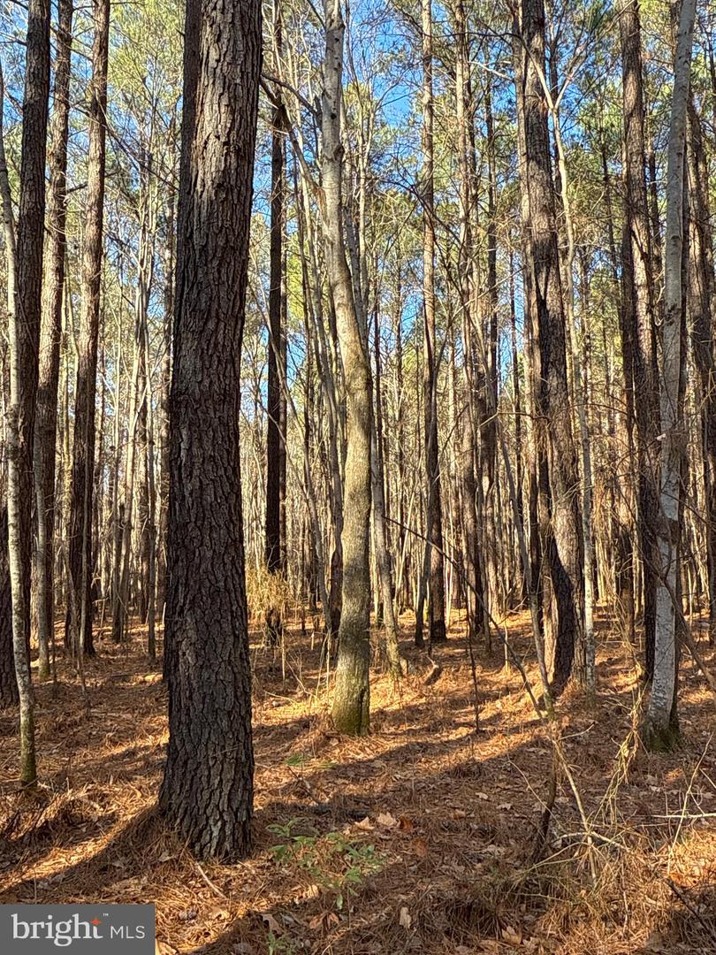 00 GLASS ROAD, HAYES, Virginia 23072, ,Farm,For Sale,00 GLASS ROAD,VAGV2000104 MLS # VAGV2000104 00 GLASS ROAD, HAYES, Virginia 23072, ,Farm,For Sale,00 GLASS ROAD,VAGV2000104 MLS # VAGV2000104