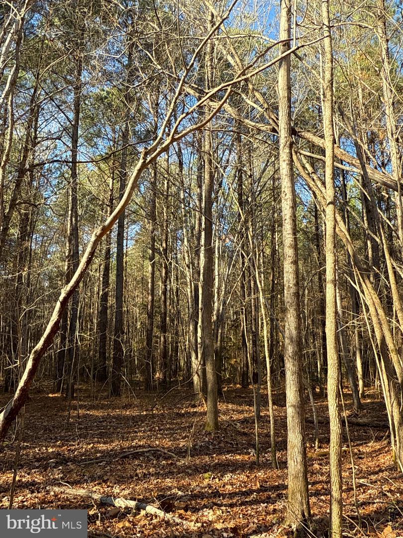 00 GLASS ROAD, HAYES, Virginia 23072, ,Farm,For Sale,00 GLASS ROAD,VAGV2000104 MLS # VAGV2000104 00 GLASS ROAD, HAYES, Virginia 23072, ,Farm,For Sale,00 GLASS ROAD,VAGV2000104 MLS # VAGV2000104