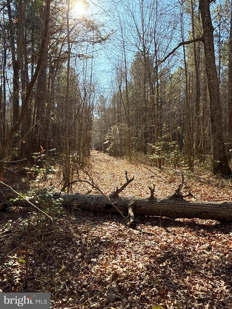 00 GLASS ROAD, HAYES, Virginia 23072, ,Farm,For Sale,00 GLASS ROAD,VAGV2000104 MLS # VAGV2000104 00 GLASS ROAD, HAYES, Virginia 23072, ,Farm,For Sale,00 GLASS ROAD,VAGV2000104 MLS # VAGV2000104