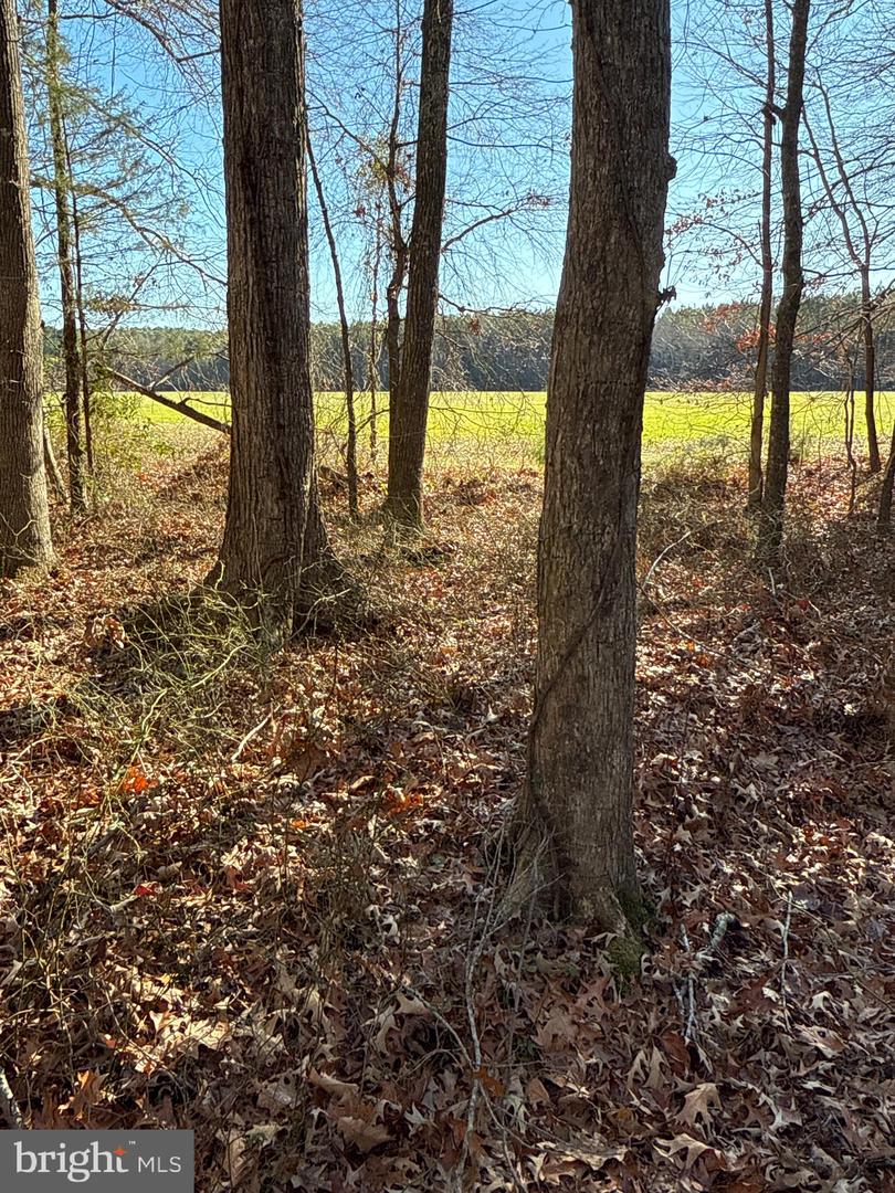 00 GLASS ROAD, HAYES, Virginia 23072, ,Farm,For Sale,00 GLASS ROAD,VAGV2000104 MLS # VAGV2000104 00 GLASS ROAD, HAYES, Virginia 23072, ,Farm,For Sale,00 GLASS ROAD,VAGV2000104 MLS # VAGV2000104