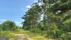 OLD MYRTLE ROAD (RT. 608), SUFFOLK, Virginia 23437, ,Farm,For Sale,OLD MYRTLE ROAD (RT. 608),VASF2000048 MLS # VASF2000048