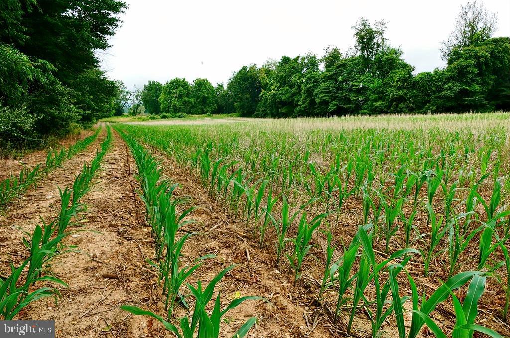 40455 QUARTER BRANCH RD, LOVETTSVILLE, Virginia 20180, ,Land,For Sale,40455 QUARTER BRANCH RD,VALO2090088 MLS # VALO2090088 40455 QUARTER BRANCH RD, LOVETTSVILLE, Virginia 20180, ,Land,For Sale,40455 QUARTER BRANCH RD,VALO2090088 MLS # VALO2090088