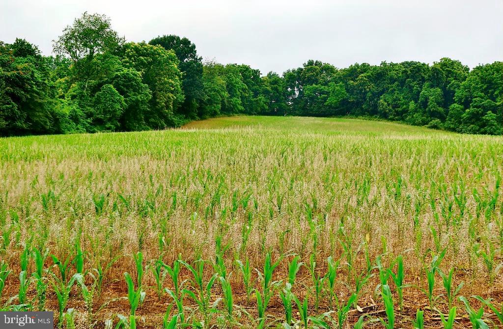 40455 QUARTER BRANCH RD, LOVETTSVILLE, Virginia 20180, ,Land,For Sale,40455 QUARTER BRANCH RD,VALO2090088 MLS # VALO2090088 40455 QUARTER BRANCH RD, LOVETTSVILLE, Virginia 20180, ,Land,For Sale,40455 QUARTER BRANCH RD,VALO2090088 MLS # VALO2090088