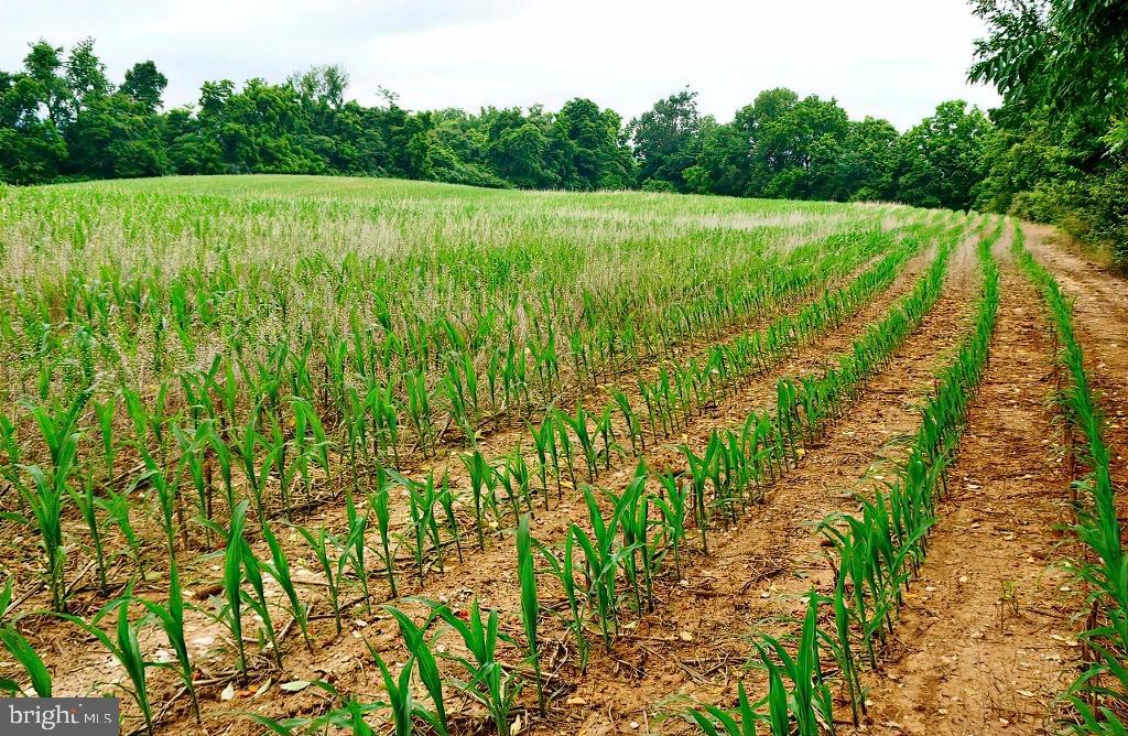 40455 QUARTER BRANCH RD, LOVETTSVILLE, Virginia 20180, ,Land,For Sale,40455 QUARTER BRANCH RD,VALO2090088 MLS # VALO2090088 40455 QUARTER BRANCH RD, LOVETTSVILLE, Virginia 20180, ,Land,For Sale,40455 QUARTER BRANCH RD,VALO2090088 MLS # VALO2090088