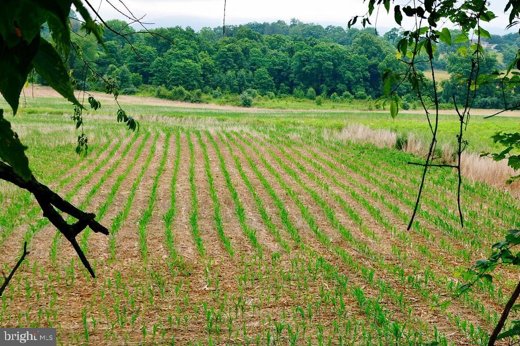 40455 QUARTER BRANCH RD, LOVETTSVILLE, Virginia 20180, ,Land,For Sale,40455 QUARTER BRANCH RD,VALO2090088 MLS # VALO2090088 40455 QUARTER BRANCH RD, LOVETTSVILLE, Virginia 20180, ,Land,For Sale,40455 QUARTER BRANCH RD,VALO2090088 MLS # VALO2090088