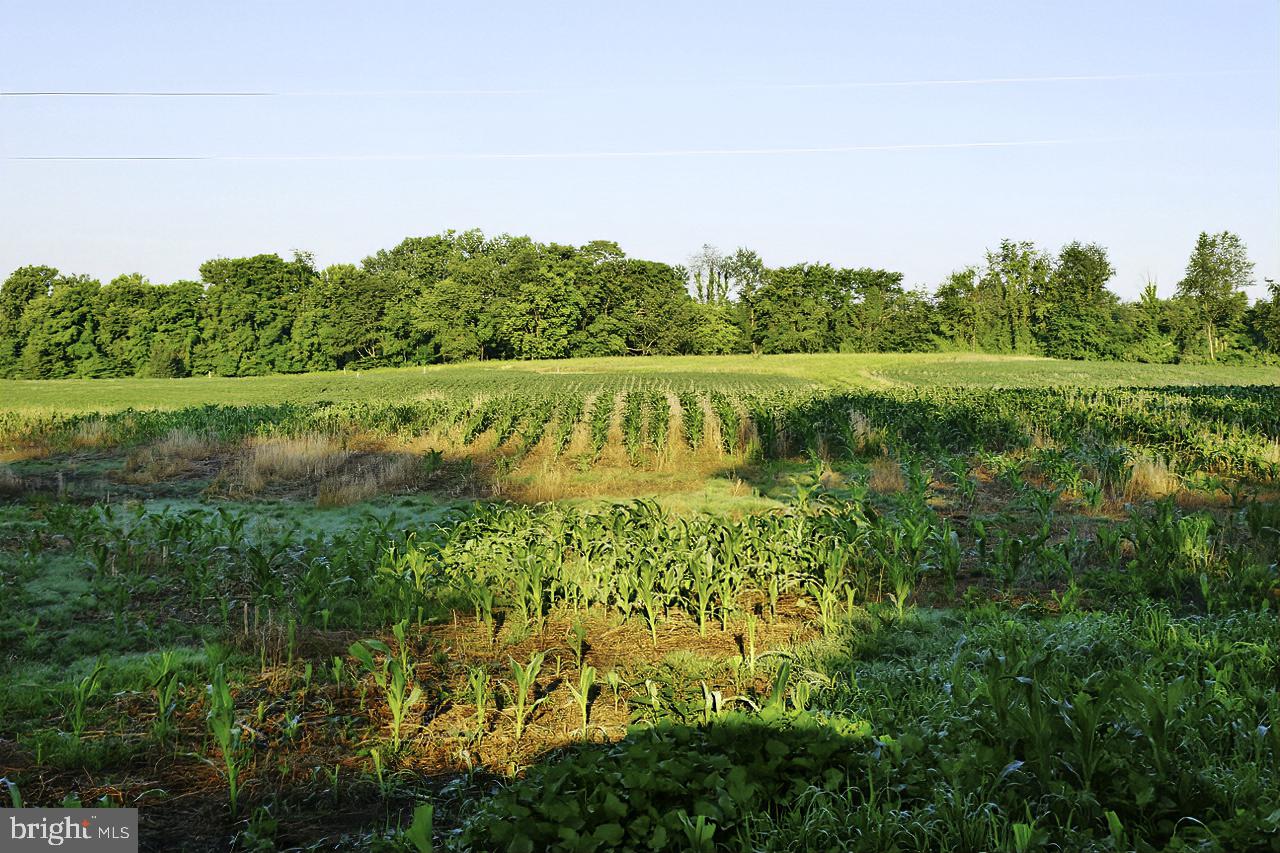 40455 QUARTER BRANCH RD, LOVETTSVILLE, Virginia 20180, ,Land,For Sale,40455 QUARTER BRANCH RD,VALO2090088 MLS # VALO2090088 40455 QUARTER BRANCH RD, LOVETTSVILLE, Virginia 20180, ,Land,For Sale,40455 QUARTER BRANCH RD,VALO2090088 MLS # VALO2090088