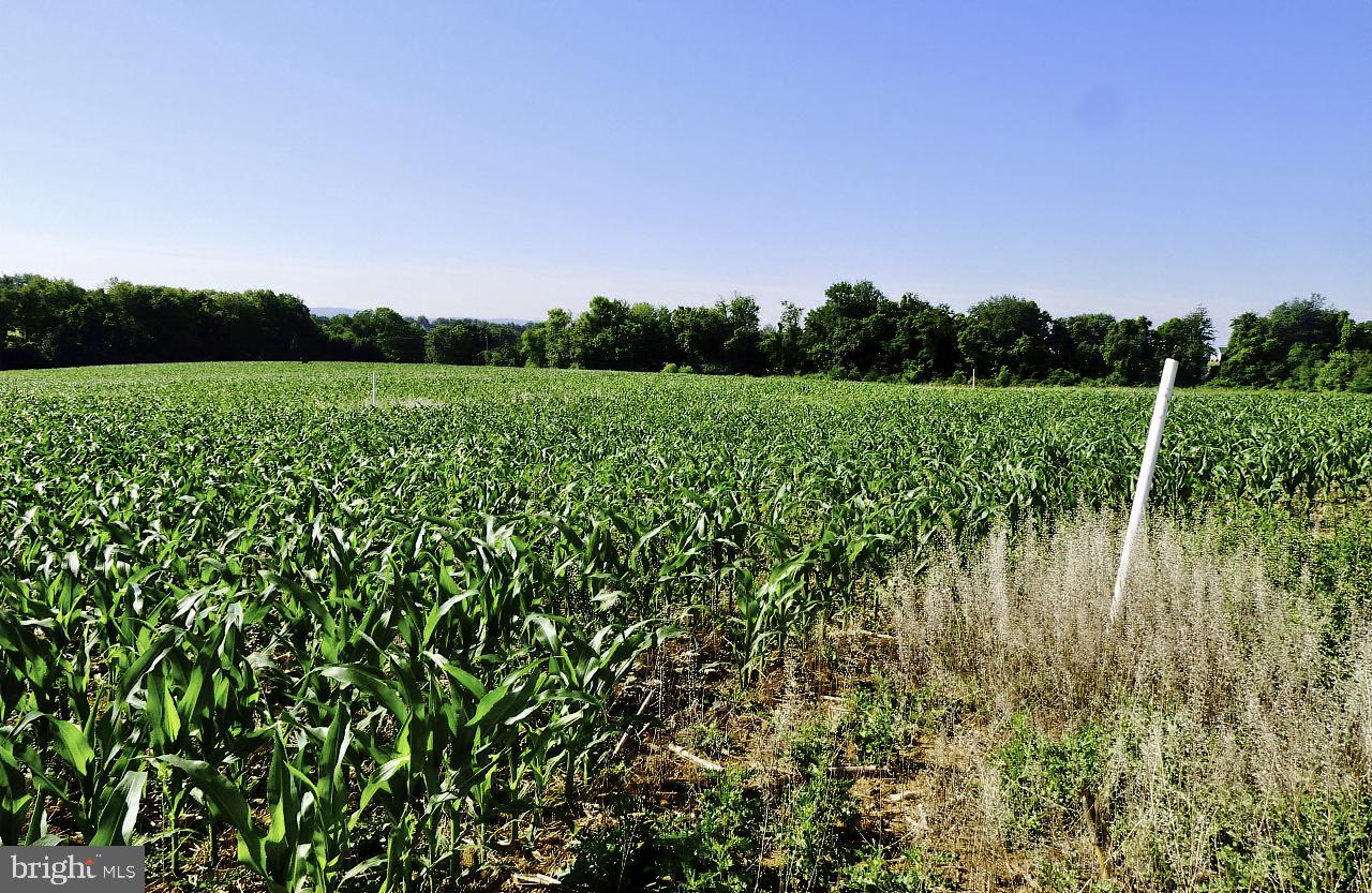 40455 QUARTER BRANCH RD, LOVETTSVILLE, Virginia 20180, ,Land,For Sale,40455 QUARTER BRANCH RD,VALO2090088 MLS # VALO2090088 40455 QUARTER BRANCH RD, LOVETTSVILLE, Virginia 20180, ,Land,For Sale,40455 QUARTER BRANCH RD,VALO2090088 MLS # VALO2090088