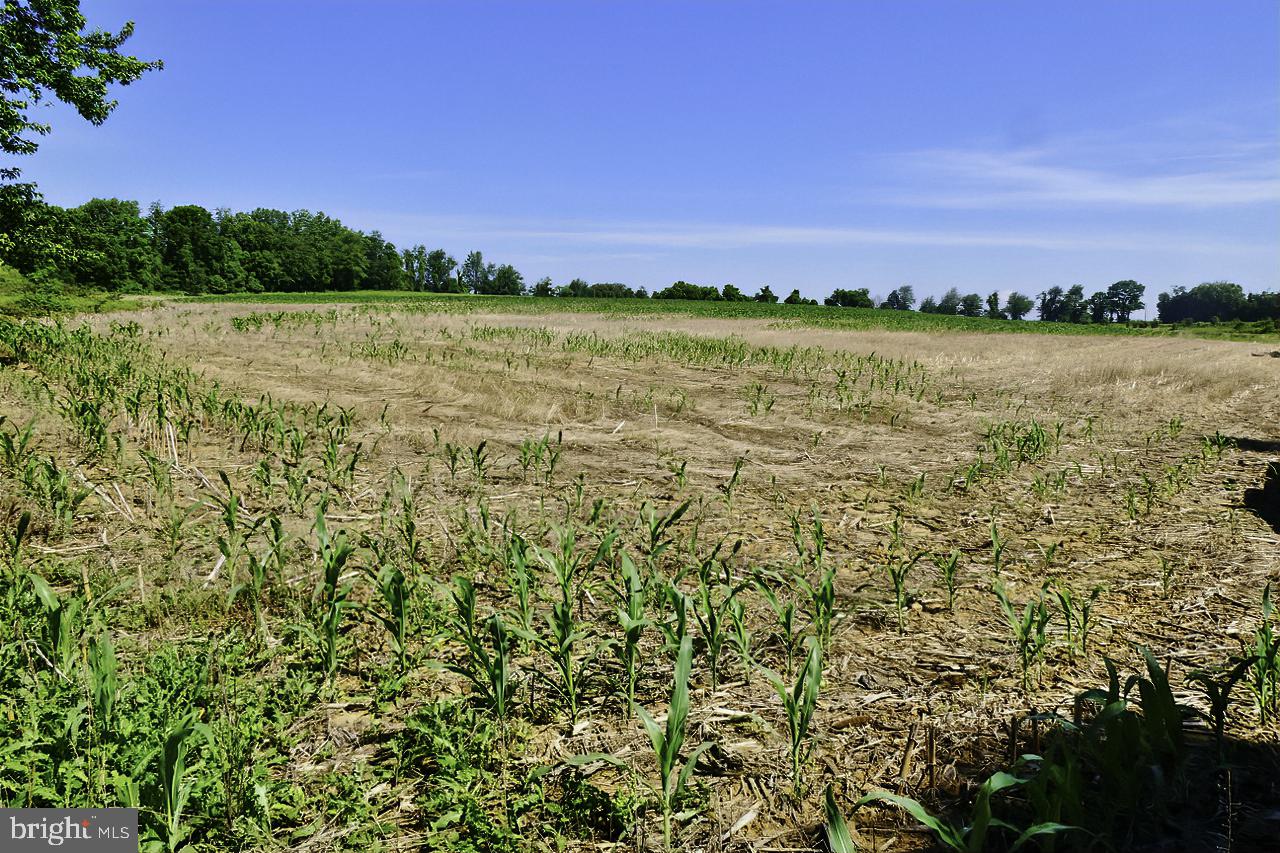 40455 QUARTER BRANCH RD, LOVETTSVILLE, Virginia 20180, ,Land,For Sale,40455 QUARTER BRANCH RD,VALO2090088 MLS # VALO2090088 40455 QUARTER BRANCH RD, LOVETTSVILLE, Virginia 20180, ,Land,For Sale,40455 QUARTER BRANCH RD,VALO2090088 MLS # VALO2090088