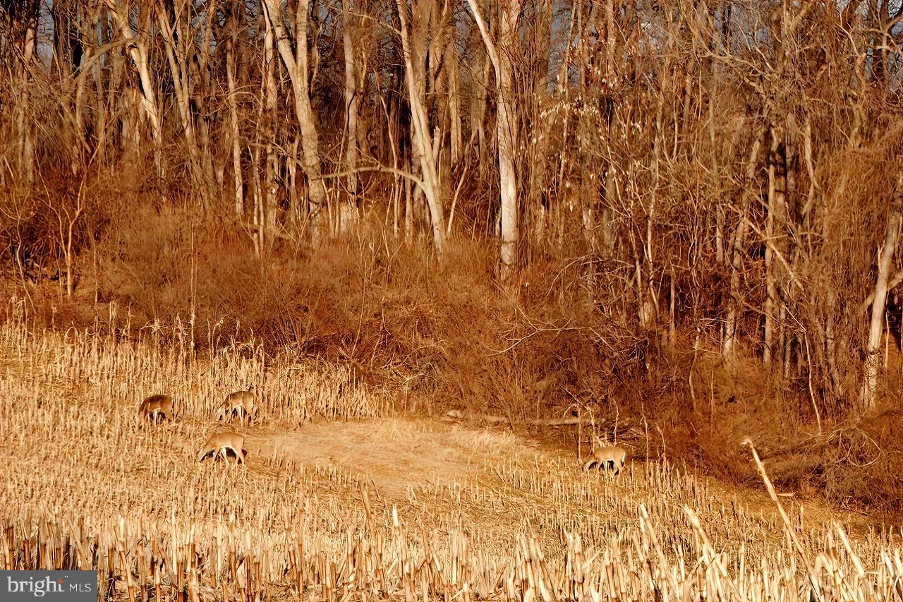 40455 QUARTER BRANCH RD, LOVETTSVILLE, Virginia 20180, ,Land,For Sale,40455 QUARTER BRANCH RD,VALO2090088 MLS # VALO2090088 40455 QUARTER BRANCH RD, LOVETTSVILLE, Virginia 20180, ,Land,For Sale,40455 QUARTER BRANCH RD,VALO2090088 MLS # VALO2090088