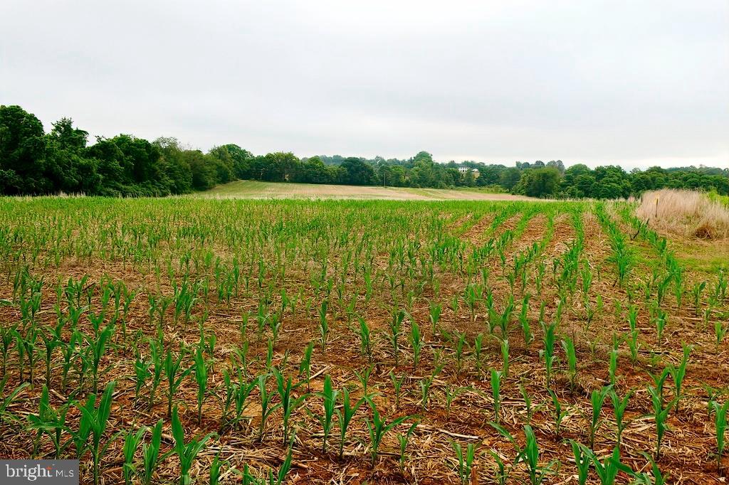 40455 QUARTER BRANCH RD, LOVETTSVILLE, Virginia 20180, ,Land,For Sale,40455 QUARTER BRANCH RD,VALO2090088 MLS # VALO2090088 40455 QUARTER BRANCH RD, LOVETTSVILLE, Virginia 20180, ,Land,For Sale,40455 QUARTER BRANCH RD,VALO2090088 MLS # VALO2090088